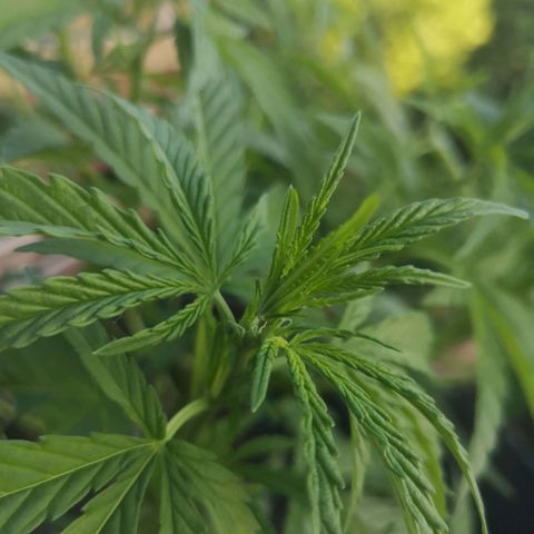 Unknown Weed #4 growlog timeline photo