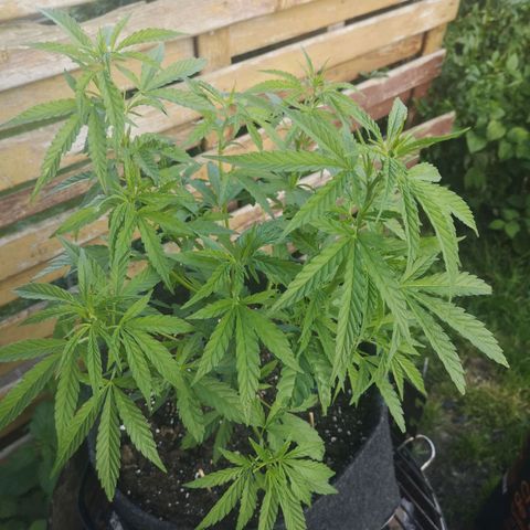 Unknown Weed #4 growlog timeline photo