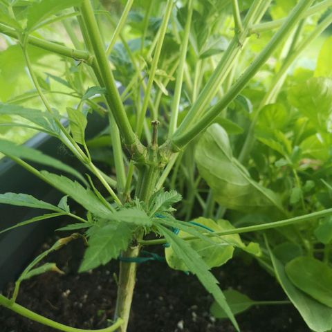 Unknown Weed #4 growlog timeline photo