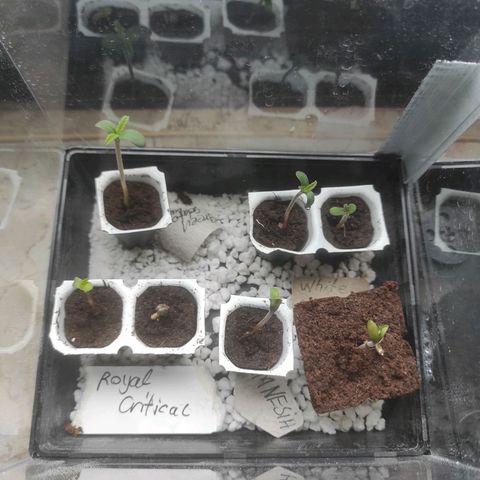 Amnesia Haze Automatic RQS Coco growlog timeline photo