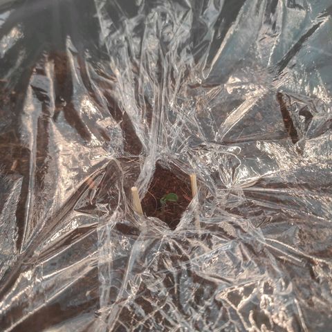 Amnesia Haze Automatic RQS Coco growlog photo: 07.04 umgetopft (Discounter Erde & Coco Disc)