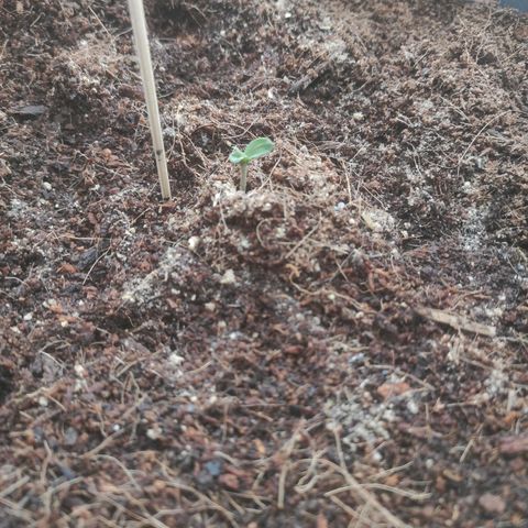 Amnesia Haze Automatic RQS Coco growlog photo: 6500k 7,7W