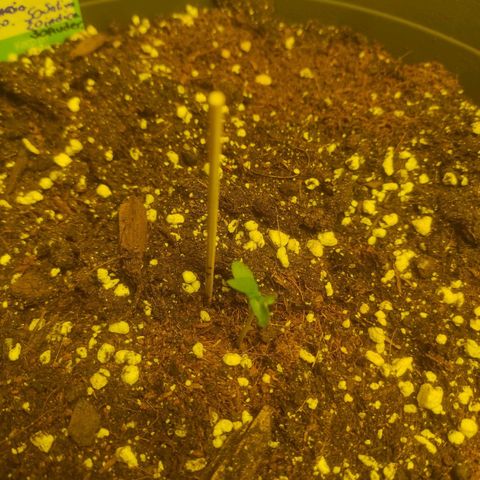 Amnesia Haze Automatic RQS Coco growlog photo: Heute erste Tag LED Bloomstar Red Board 140 Watt
