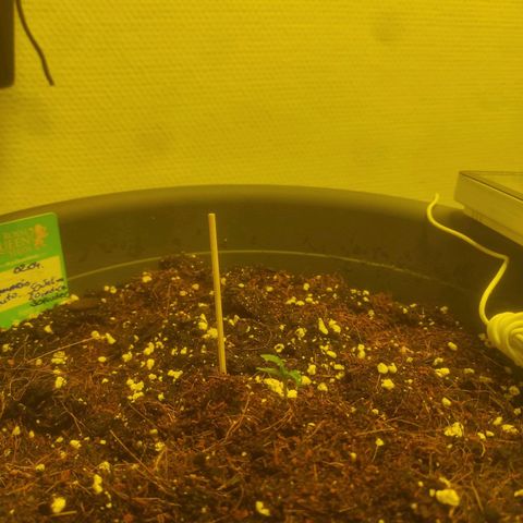 Amnesia Haze Automatic RQS Coco growlog timeline photo