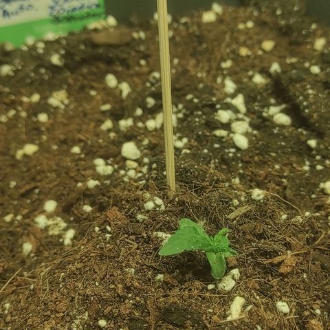 Amnesia Haze Automatic RQS Coco growlog timeline photo