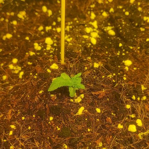 Amnesia Haze Automatic RQS Coco growlog timeline photo