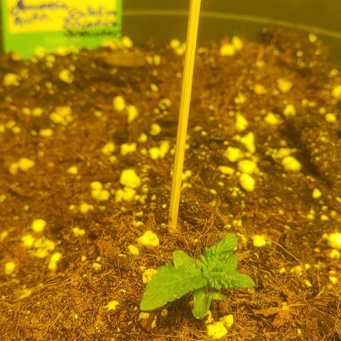 Amnesia Haze Automatic RQS Coco growlog timeline photo