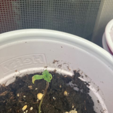 Plant 2 growlog timeline photo