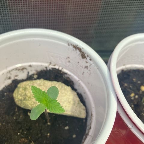 Plant 3 growlog timeline photo