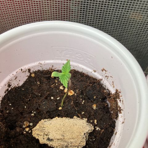 Plant 2 growlog timeline photo