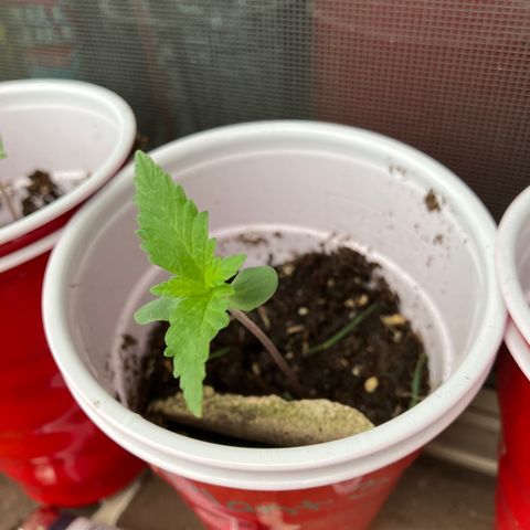 Plant 3 growlog timeline photo