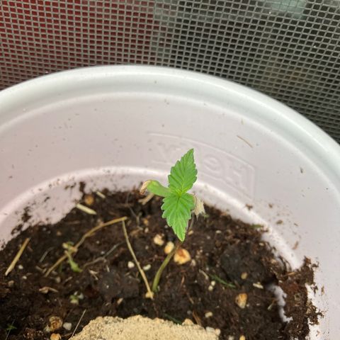 Plant 2 growlog timeline photo