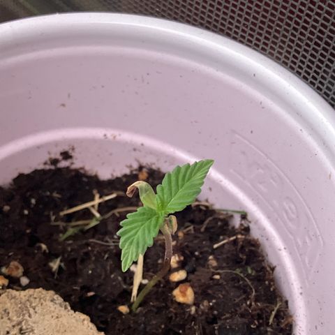 Plant 2 growlog timeline photo