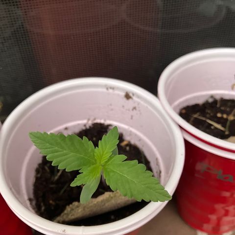 Plant 3 growlog timeline photo