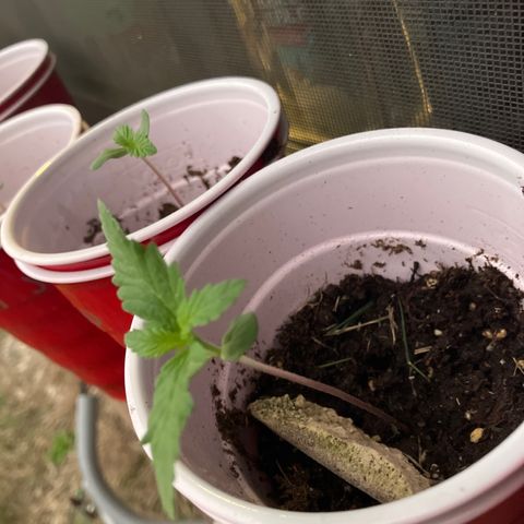 Plant 3 growlog timeline photo