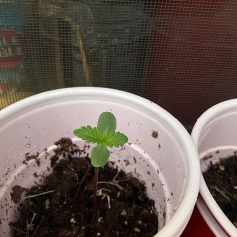 Plant 6 growlog timeline photo