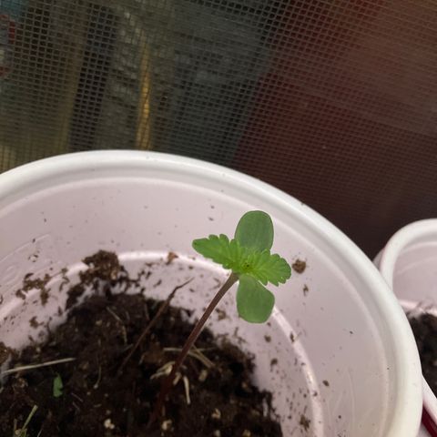 Plant 6 growlog timeline photo