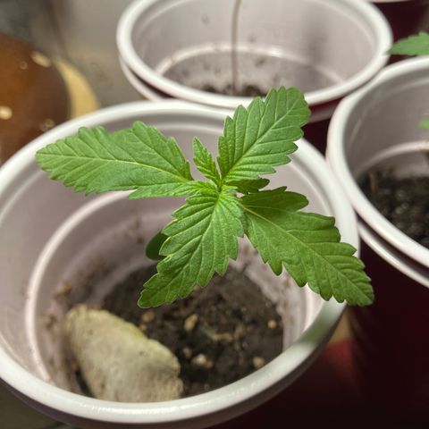 Plant 3 growlog timeline photo