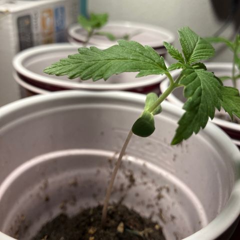 Plant 3 growlog timeline photo