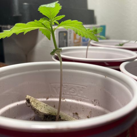 Plant 3 growlog timeline photo