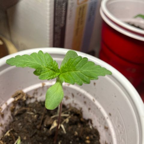 Plant 6 growlog timeline photo