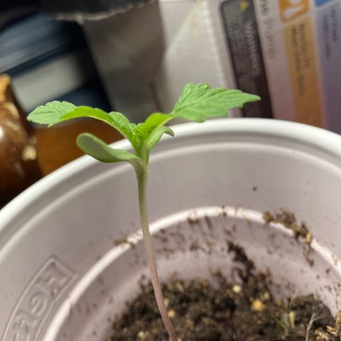 Plant 6 growlog timeline photo