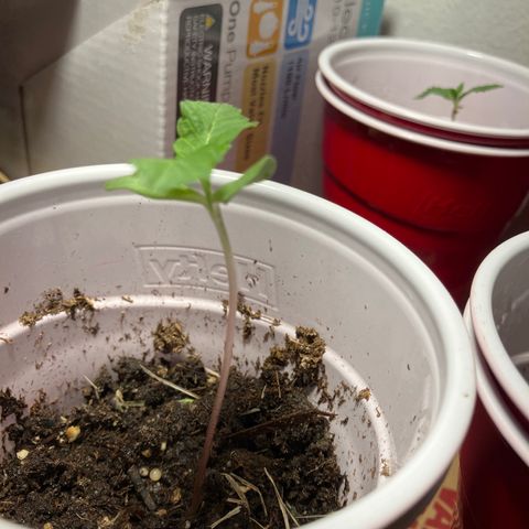 Plant 6 growlog timeline photo