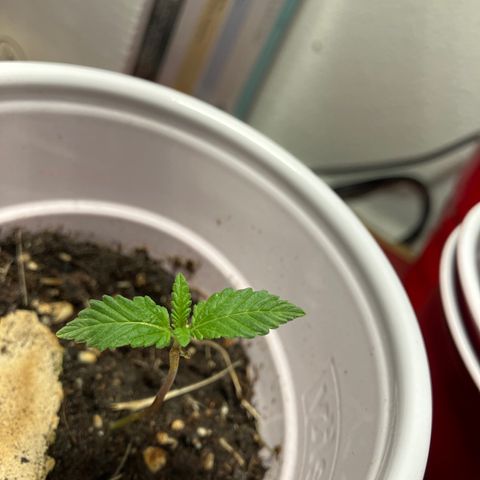 Plant 2 growlog timeline photo