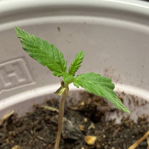 Plant 2 growlog timeline photo