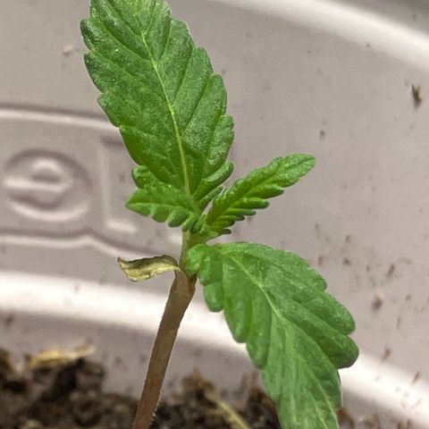 Plant 2 growlog timeline photo