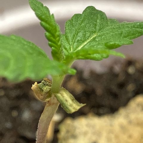 Plant 2 growlog timeline photo