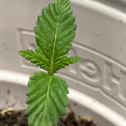 Plant 2 growlog timeline photo