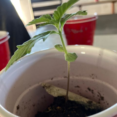 Plant 3 growlog timeline photo