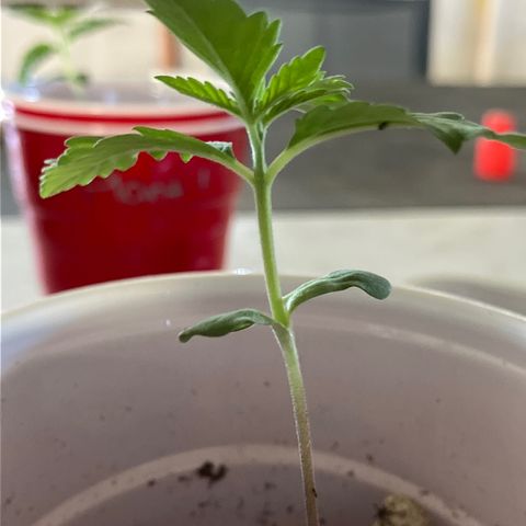 Plant 3 growlog timeline photo