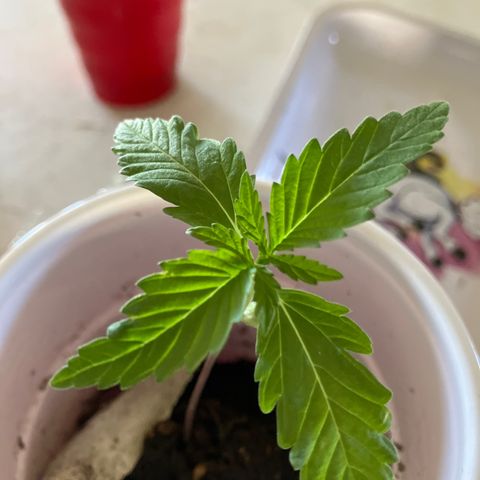 Plant 3 growlog timeline photo