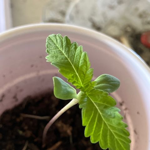 Plant 6 growlog timeline photo