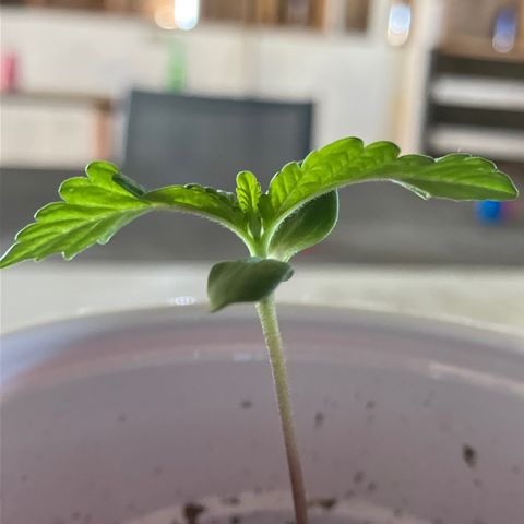 Plant 6 growlog timeline photo