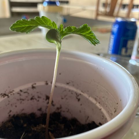 Plant 6 growlog timeline photo