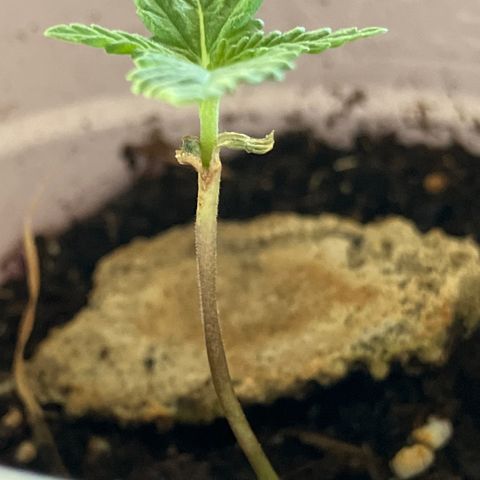 Plant 2 growlog timeline photo