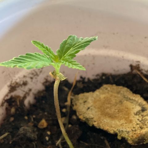 Plant 2 growlog timeline photo