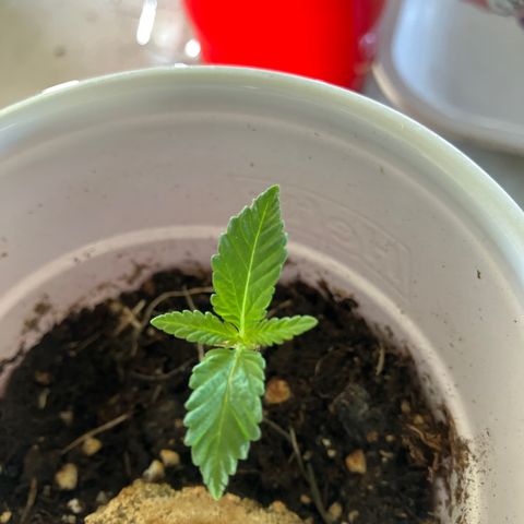 Plant 2 growlog timeline photo