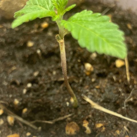 Plant 2 growlog timeline photo