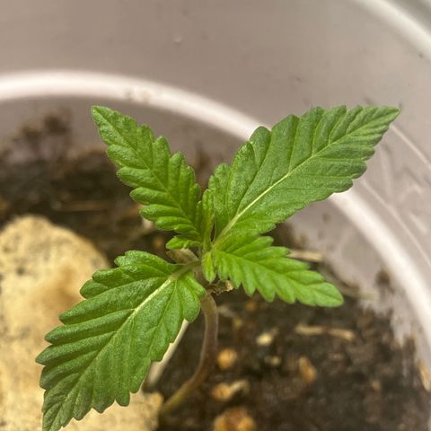 Plant 2 growlog timeline photo