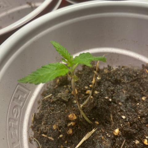 Plant 2 growlog timeline photo