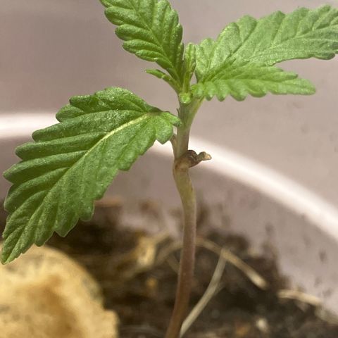Plant 2 growlog timeline photo