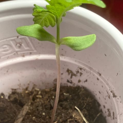 Plant 6 growlog timeline photo