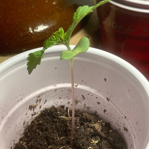 Plant 6 growlog timeline photo
