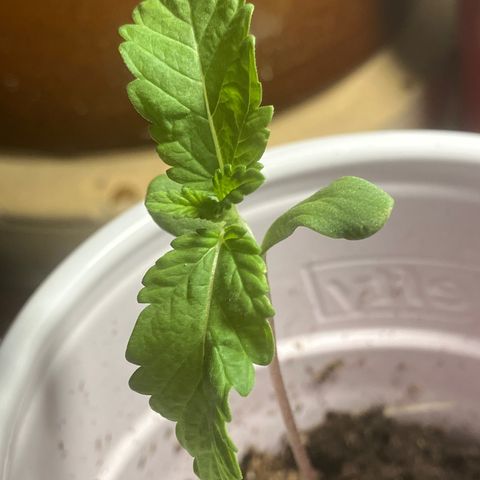 Plant 6 growlog timeline photo