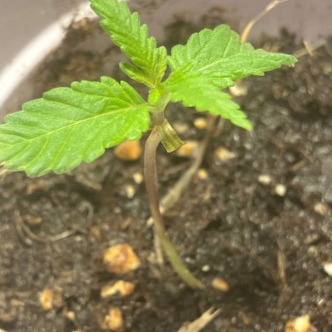 Plant 2 growlog timeline photo