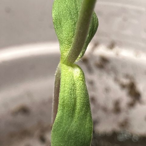 Plant 3 growlog timeline photo